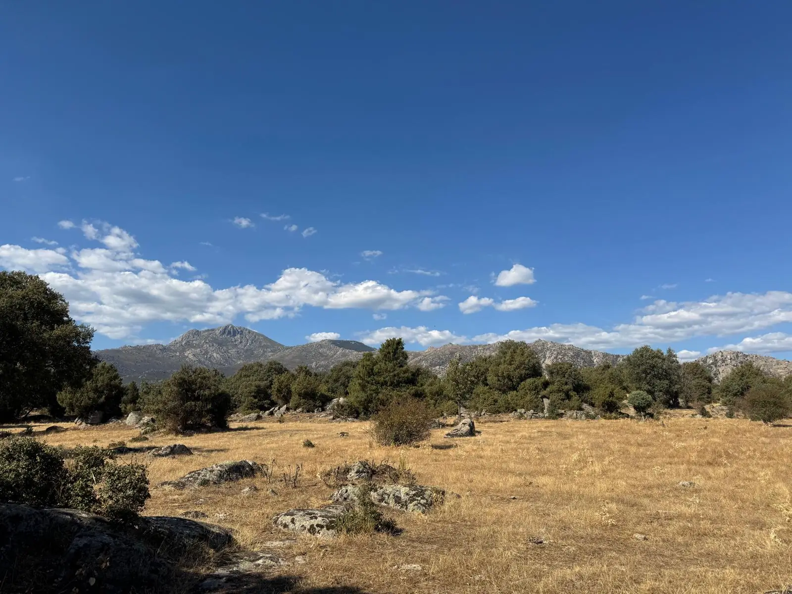Meadow and dehesa with the granite peaks of the sierra under a clear sky