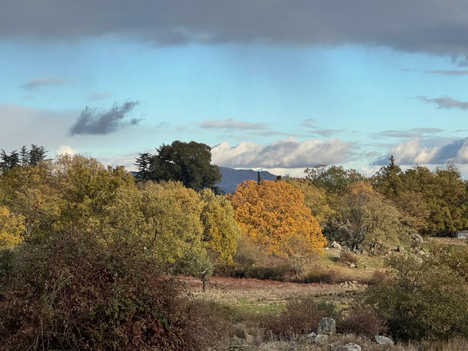 Autumn colour across the dehesa on the parcel